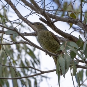 Ptilonorhynchus violaceus at Mullion, NSW - 28 May 2022 01:35 PM