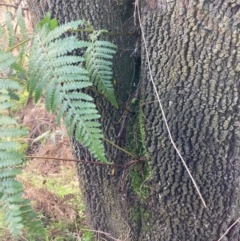 Pteridium esculentum at Watson, ACT - 27 May 2022