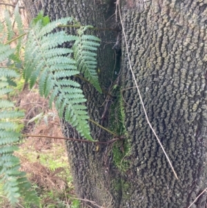 Pteridium esculentum at Watson, ACT - 27 May 2022