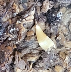 Unidentified Primitive insect at Nambucca Heads, NSW - 28 May 2022 by trevorpreston