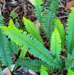 Nephrolepis cordifolia (Fishbone Fern) at Nambucca Heads, NSW - 28 May 2022 by trevorpreston