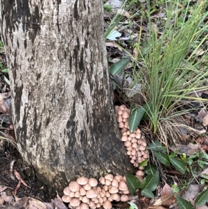 Mycena 'clarkeana group' at Molonglo Valley, ACT - 28 May 2022