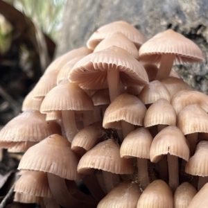 Mycena 'clarkeana group' at Molonglo Valley, ACT - 28 May 2022 10:30 AM