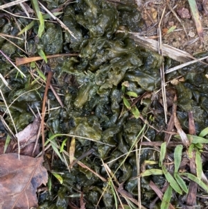 Nostoc sp. (genus) at Greenway, ACT - 28 May 2022