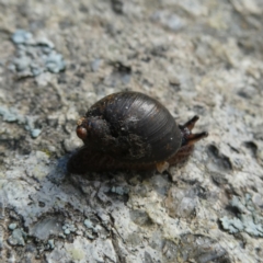 Austrosuccinea macgillivrayi (Macgillivray's Ambersnail) at Googong, NSW - 27 May 2022 by Wandiyali