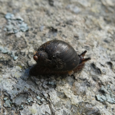 Austrosuccinea macgillivrayi (Macgillivray's Ambersnail) at Wandiyali-Environa Conservation Area - 27 May 2022 by Wandiyali