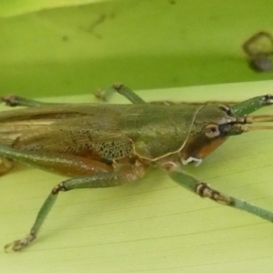 Austrosalomona species 9 at Acton, ACT - 19 May 2022