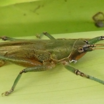 Austrosalomona species 9 (A katydid) at Acton, ACT - 19 May 2022 by RogerF