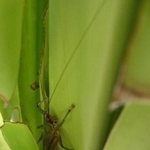 Austrosalomona species 9 at Acton, ACT - 19 May 2022