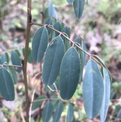 Indigofera australis subsp. australis (Australian Indigo) at Jerrabomberra, NSW - 29 May 2022 by Mavis