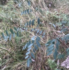 Indigofera australis subsp. australis at Jerrabomberra, NSW - 29 May 2022