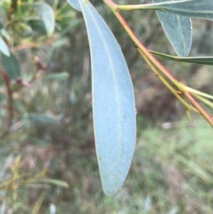 Acacia penninervis var. penninervis at Jerrabomberra, NSW - 29 May 2022