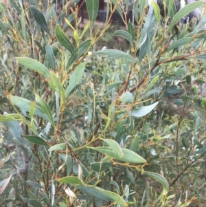 Acacia penninervis var. penninervis at Jerrabomberra, NSW - 29 May 2022