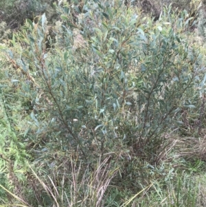 Acacia penninervis var. penninervis at Jerrabomberra, NSW - 29 May 2022