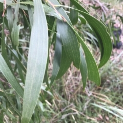 Acacia implexa at Jerrabomberra, NSW - 29 May 2022