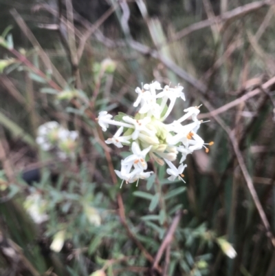 Pimelea linifolia (Slender Rice Flower) at Jerrabomberra, NSW - 29 May 2022 by Mavis