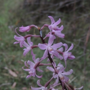 Dipodium roseum at Paddys River, ACT - suppressed