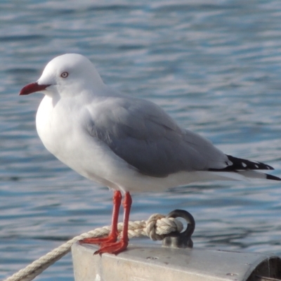 Chroicocephalus novaehollandiae (Silver Gull) at Merimbula, NSW - 16 Jul 2020 by MichaelBedingfield