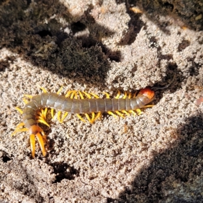 Unidentified Centipede (Chilopoda) at Nambucca Heads, NSW - 29 May 2022 by trevorpreston