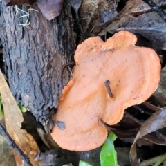 Unidentified Pored or somewhat maze-like on underside [bracket polypores] at Nambucca Heads, NSW - 29 May 2022 by trevorpreston