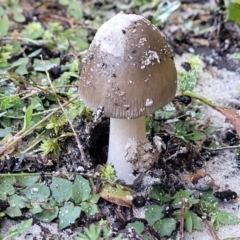 Amanita sp. (Amanita sp.) at Nambucca Heads, NSW - 29 May 2022 by trevorpreston