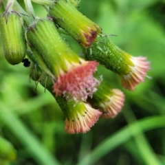 Crassocephalum crepidioides (Thickhead) at Nambucca Heads, NSW - 28 May 2022 by trevorpreston