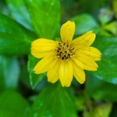 Sphagneticola trilobata (Singapore Daisy) at Nambucca Heads, NSW - 29 May 2022 by trevorpreston