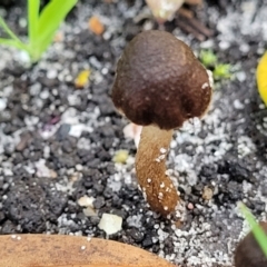 Inocybe sp. (Inocybe) at Nambucca Heads, NSW - 28 May 2022 by trevorpreston