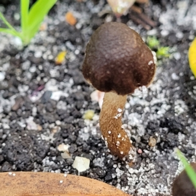 Inocybe sp. (Inocybe) at Nambucca Heads, NSW - 28 May 2022 by trevorpreston