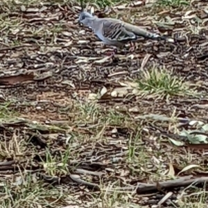 Ocyphaps lophotes at Watson, ACT - 13 Apr 2022 11:55 AM