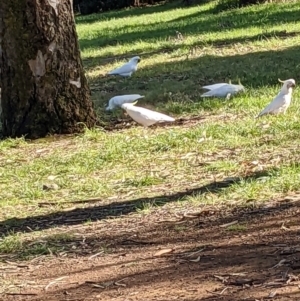 Cacatua galerita at Watson, ACT - 29 May 2022 11:23 AM