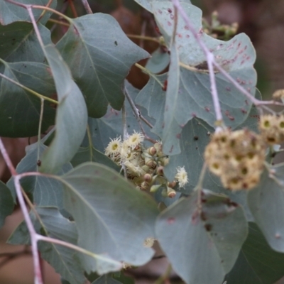 Eucalyptus polyanthemos (Red Box) at Albury, NSW - 28 May 2022 by KylieWaldon