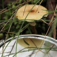 Unidentified Cap on a stem; gills below cap [mushrooms or mushroom-like] at Albury, NSW - 29 May 2022 by KylieWaldon