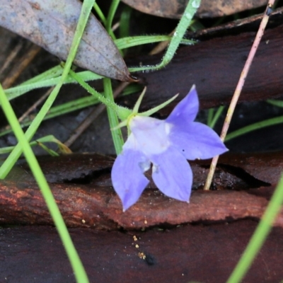 Wahlenbergia stricta subsp. stricta (Tall Bluebell) at Albury, NSW - 29 May 2022 by KylieWaldon
