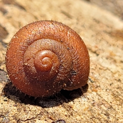 Austrochloritis congarinni at Nambucca Heads, NSW - 29 May 2022 by trevorpreston