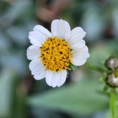 Bidens pilosa (Cobbler's Pegs, Farmer's Friend) at Nambucca Heads, NSW - 29 May 2022 by trevorpreston