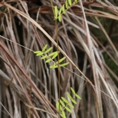 Vicia sp. (A Vetch) at Albury, NSW - 29 May 2022 by KylieWaldon