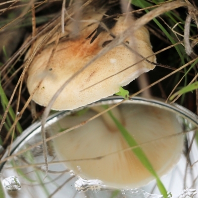 Lepiota s.l. at Albury, NSW - 29 May 2022 by KylieWaldon