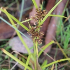 Cyperus eragrostis (Umbrella Sedge) at Albury, NSW - 29 May 2022 by KylieWaldon