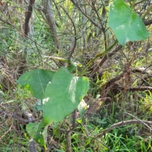 Araujia sericifera at O'Malley, ACT - 29 May 2022