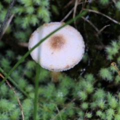 Lepiota s.l. at Albury, NSW - 29 May 2022 by KylieWaldon