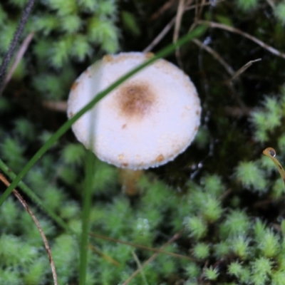 Lepiota s.l. at Albury, NSW - 29 May 2022 by KylieWaldon