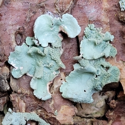 Unidentified Lichen at Nambucca Heads, NSW - 29 May 2022 by trevorpreston