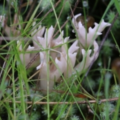 Clavulina sp. (A coral fungus) at Albury, NSW - 29 May 2022 by KylieWaldon