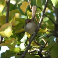 Malurus cyaneus (Superb Fairywren) at McKellar, ACT - 24 May 2022 by Birdy