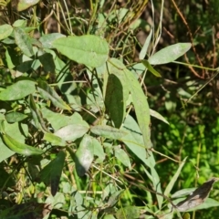 Glycine tabacina at O'Malley, ACT - 29 May 2022