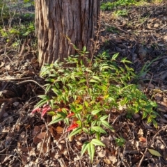 Nandina domestica (Sacred Bamboo) at O'Malley, ACT - 29 May 2022 by Mike