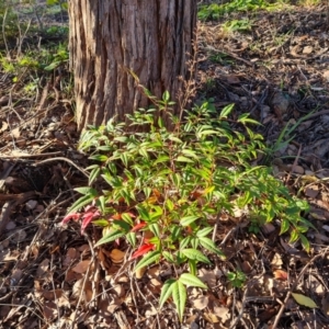 Nandina domestica at O'Malley, ACT - 29 May 2022