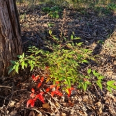 Nandina domestica at O'Malley, ACT - 29 May 2022