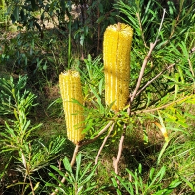 Banksia spinulosa (Hairpin Banksia) at Nambucca Heads, NSW - 29 May 2022 by trevorpreston